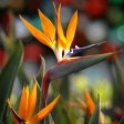 Bird Of Paradise - Orange Cheap