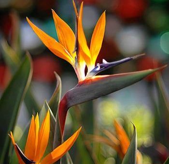 Bird Of Paradise - Orange Cheap