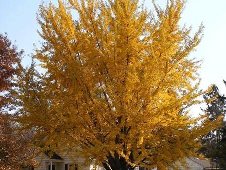 Ginkgo Tree For Cheap