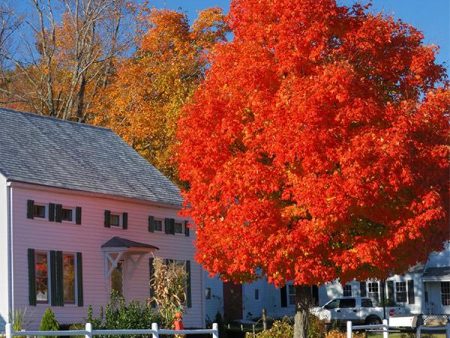 Autumn Blaze® Red Maple Tree Cheap