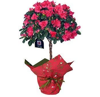 Blooming Azalea Gift - Topiary Online Sale