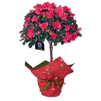 Blooming Azalea Gift - Topiary Online Sale