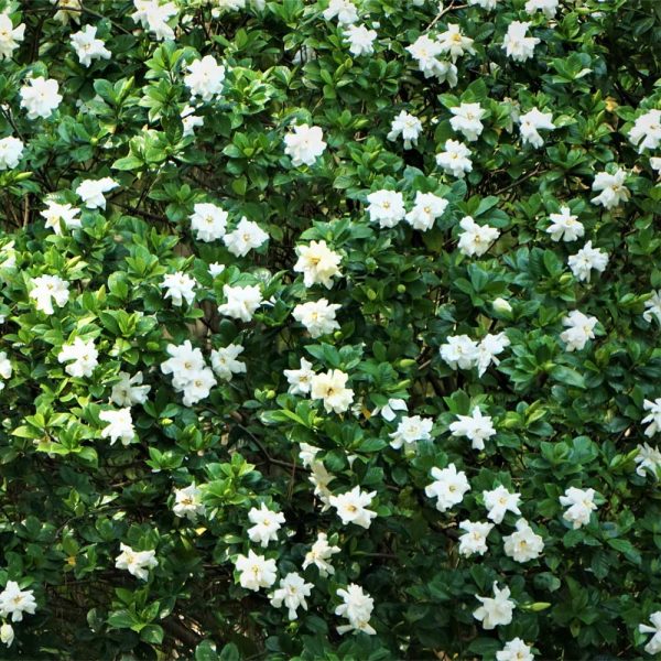 August Beauty Gardenia Shrub Discount