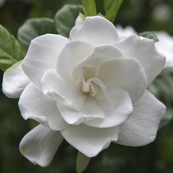 August Beauty Gardenia Shrub Discount