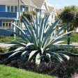 Blue American Agave Plant Online Hot Sale