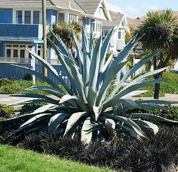 Blue American Agave Plant Online Hot Sale