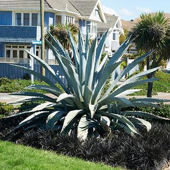 Blue American Agave Plant Online Hot Sale