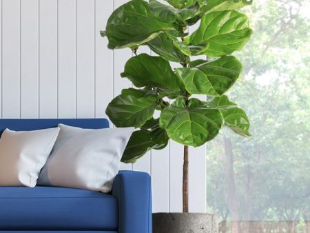 Fiddle-Leaf Fig Tree Hot on Sale