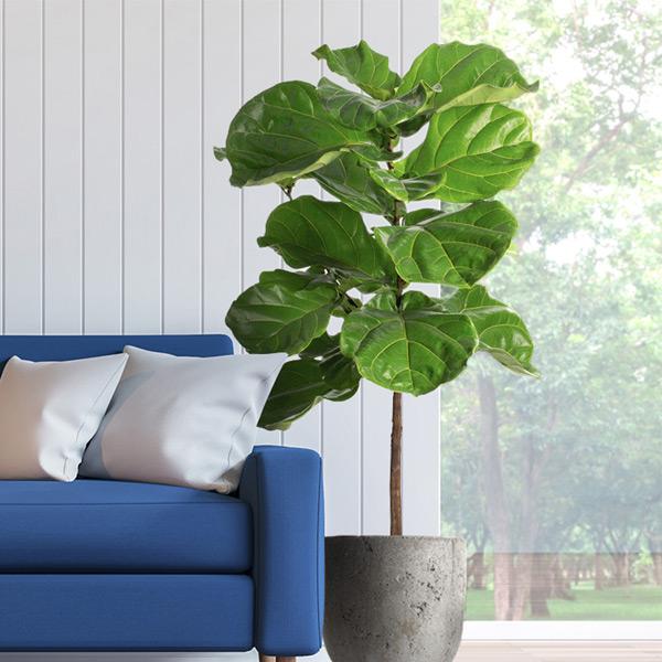 Fiddle-Leaf Fig Tree Hot on Sale