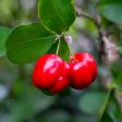 Barbados  Acerola  Cherry Tree Hot on Sale