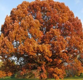 White Oak Tree Discount