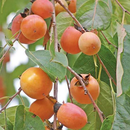 American Persimmon Tree Hot on Sale