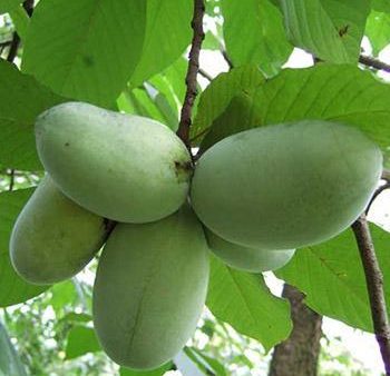 American Paw Paw Tree Discount