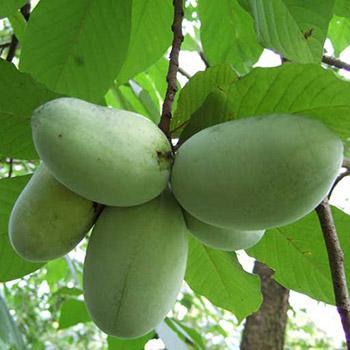 American Paw Paw Tree Discount