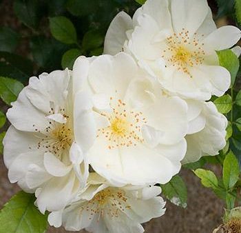 April Snow Camellia For Sale