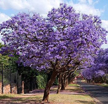 Jacaranda Tree For Discount