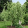 Corkscrew Willow Tree Discount