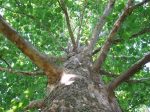 American Sycamore Tree Online