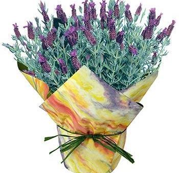 Blooming Lavender Gift Hot on Sale