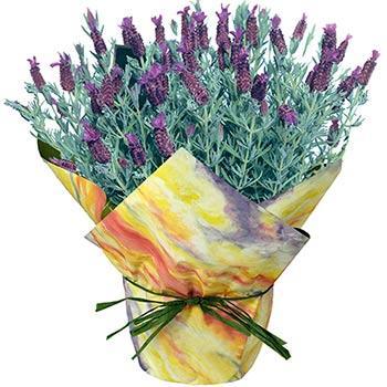 Blooming Lavender Gift Hot on Sale