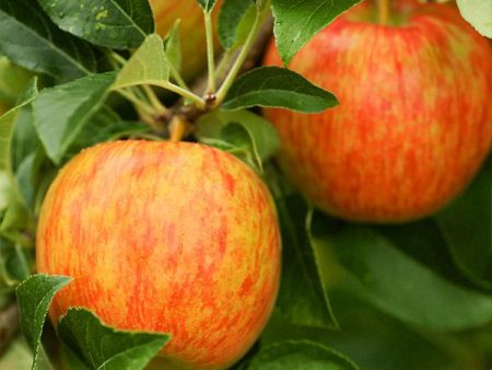 Honeycrisp™ Apple Tree For Discount