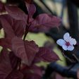 KV  Flowering Plum Tree Online Hot Sale