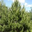 Austrian Pine Tree Hot on Sale