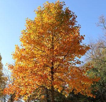 Tulip Poplar Supply