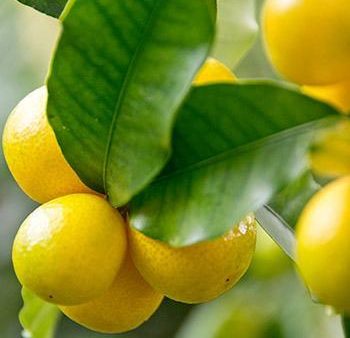 Limequat Citrus Tree Online Sale