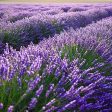 Phenomenal™ Lavender Plant Online