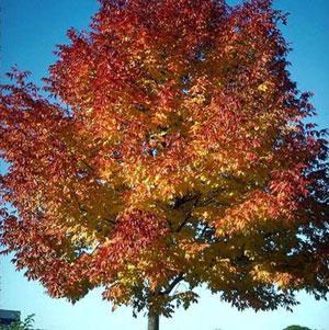 Autumn Purple Ash Tree Hot on Sale