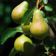 Bartlett Pear Tree Cheap