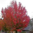 Autumn Blaze Flowering Pear Tree For Cheap