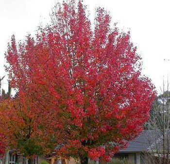 Autumn Blaze Flowering Pear Tree For Cheap