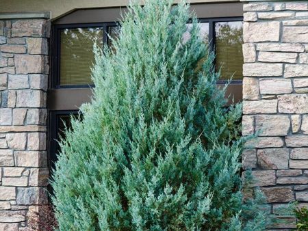 Juniper  Wichita Blue  Tree For Discount