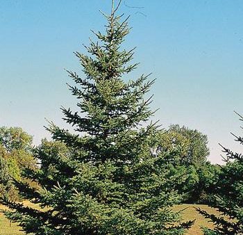 White Spruce Tree Supply