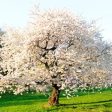 Autumn Cherry Tree Discount