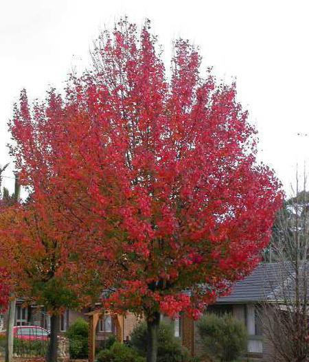 Autumn Blaze Flowering Pear Tree For Cheap