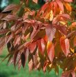 Autumn Purple Ash Tree Hot on Sale