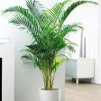 Areca Palm Tree Online now