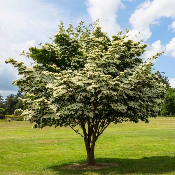 White Kousa Dogwood Cheap