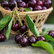 Bing Cherry Tree Online now