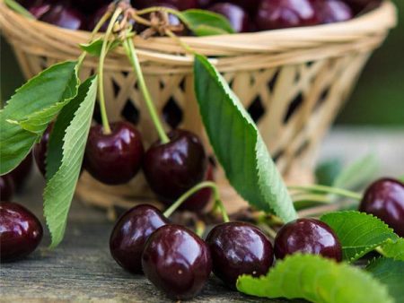 Bing Cherry Tree Online now