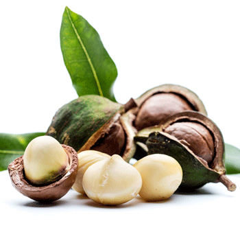 Macadamia Nut Tree Online Sale