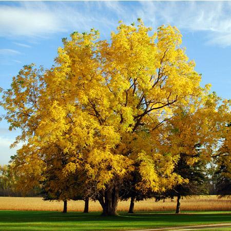 Black Walnut Tree Hot on Sale