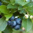 Aurora Blueberry Bush Sale