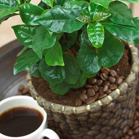 Arabica Coffee Plant For Sale