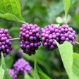 American Beautyberry Online