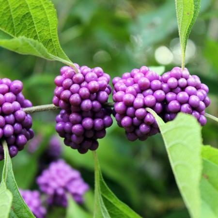 American Beautyberry Online