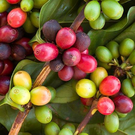 Arabica Coffee Plant For Sale